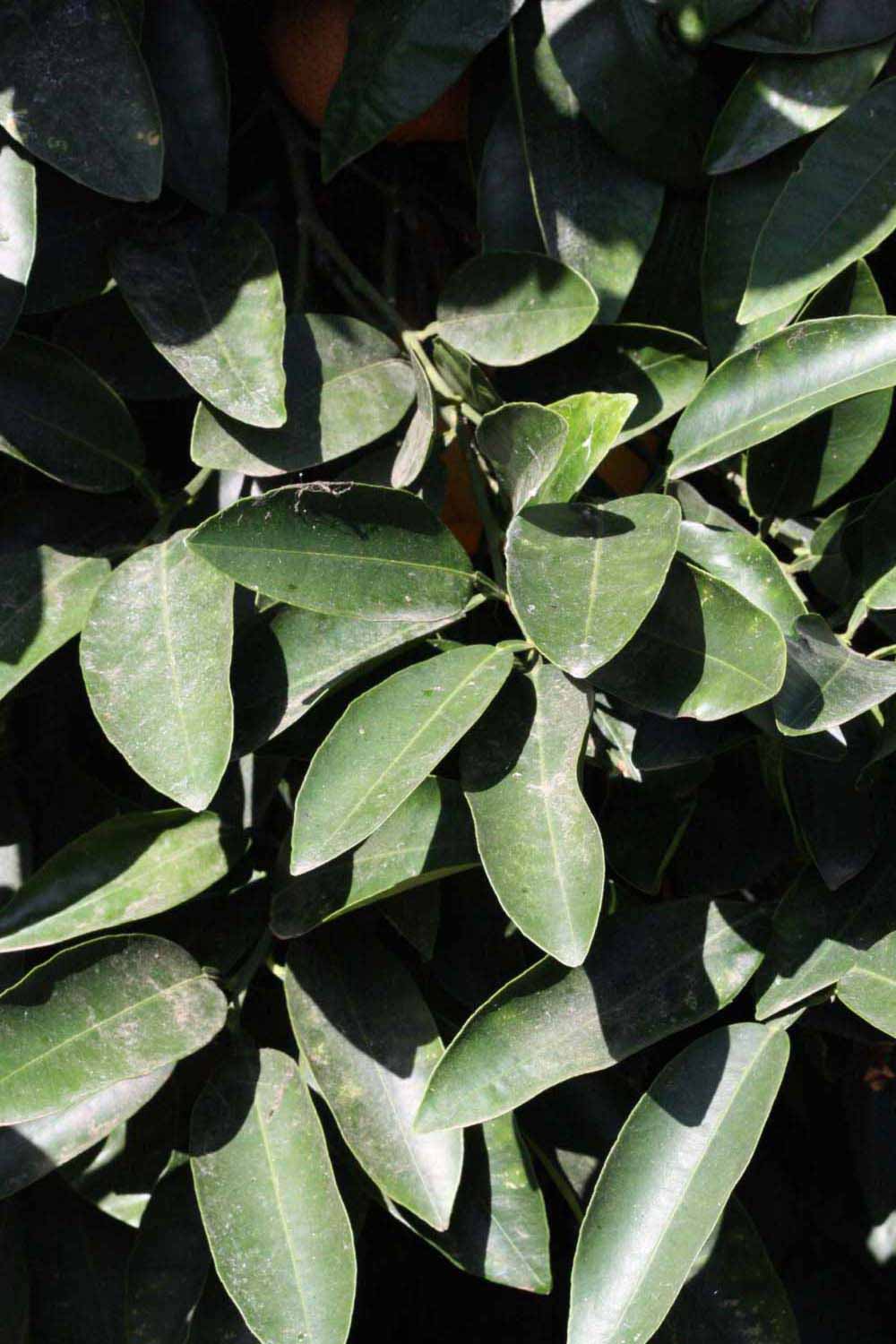              Sun leaves (Riverside, CA)       